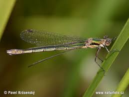Attēlu rezultāti vaicājumam “Lestes dryas female”