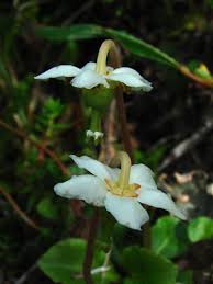 Attēlu rezultāti vaicājumam “Moneses uniflora fruit”