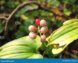 Attēlu rezultāti vaicājumam “Maianthemum bifolium fruit”