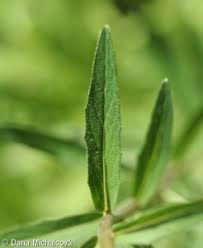 Attēlu rezultāti vaicājumam “Hieracium umbellatum bud”