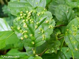 Attēlu rezultāti vaicājumam “Eriophyes laevis”