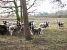 The breed is said to date back to biblical times when the Jewish patriarch, - via Daymix
