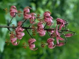 Attēlu rezultāti vaicājumam “Lilium martagon leaf”