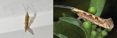 Attēlu rezultāti vaicājumam “Plutella xylostella”