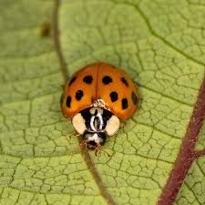 Attēlu rezultāti vaicājumam “Harmandia”