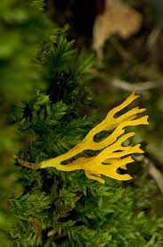 Attēlu rezultāti vaicājumam “Ramariopsis crocea”