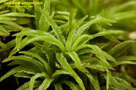 Attēlu rezultāti vaicājumam “Atrichum flavisetum”