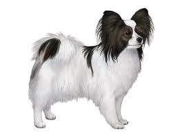 Image result for papillon