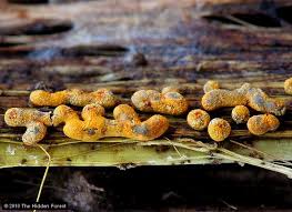 Attēlu rezultāti vaicājumam “Physarum bitectum sessile”