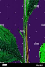 Attēlu rezultāti vaicājumam “Crepis paludosa leaf”