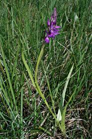 Attēlu rezultāti vaicājumam “Dactylorhiza traunsteineri”