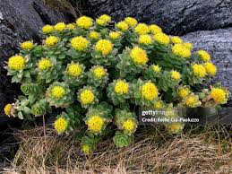 Attēlu rezultāti vaicājumam “Sedum acre flower”