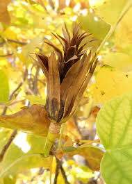 Attēlu rezultāti vaicājumam “Liriodendron tulipifera fruit”