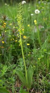 Attēlu rezultāti vaicājumam “Listera ovata fruit”
