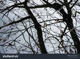 Attēlu rezultāti vaicājumam “Nectria sp., Neonectria sp.”