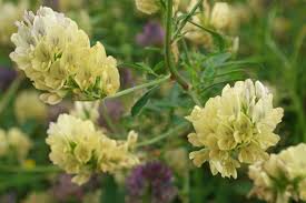 Attēlu rezultāti vaicājumam “Medicago x varia  flower”