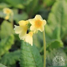 Attēlu rezultāti vaicājumam “Primula elatior flower”