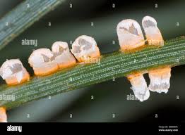 Attēlu rezultāti vaicājumam “Didymium tussilaginis sessile”