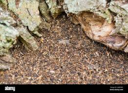 Attēlu rezultāti vaicājumam “Osmoderma barnabita”