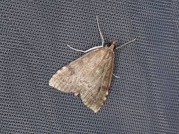 Attēlu rezultāti vaicājumam “Udea prunalis”