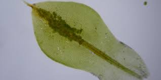 Attēlu rezultāti vaicājumam “Campylophyllum calcareum”