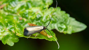 Attēlu rezultāti vaicājumam “Adelidae”