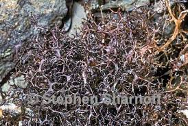 Attēlu rezultāti vaicājumam “Cetraria aculeata”