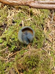 Attēlu rezultāti vaicājumam “Caloscypha fulgens”