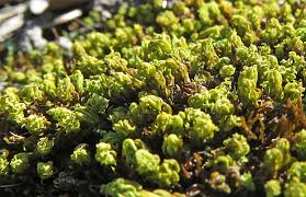 Attēlu rezultāti vaicājumam “Encalypta streptocarpa sporophyte”