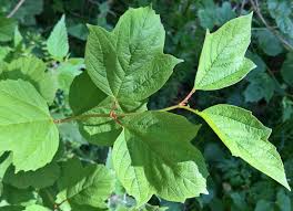 Attēlu rezultāti vaicājumam “Viburnum opulus leaf”