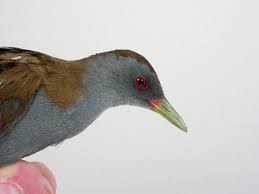 Image result for Porzana parva