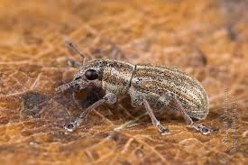 Attēlu rezultāti vaicājumam “Sitona sp.”