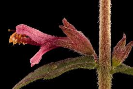 Attēlu rezultāti vaicājumam “Odontites vulgaris fruit”