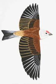 Attēlu rezultāti vaicājumam “Carduelis cannabina adult”