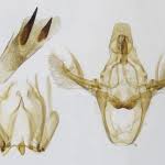 Attēlu rezultāti vaicājumam “Sciota adelphella”