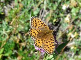 Attēlu rezultāti vaicājumam “Argynnis aglaja upperside”