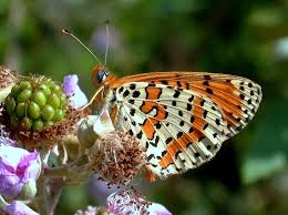 Attēlu rezultāti vaicājumam “Melitaea didyma male”