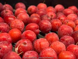 Attēlu rezultāti vaicājumam “Pulmonaria angustifolia fruit”