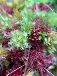 Attēlu rezultāti vaicājumam “Sphagnum molle”