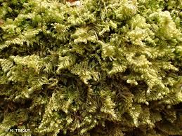 Attēlu rezultāti vaicājumam “Ctenidium molluscum”