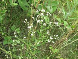 Attēlu rezultāti vaicājumam “Lepidium latifolium”