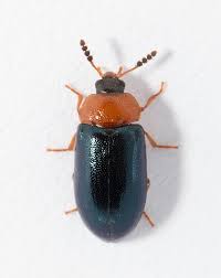 Attēlu rezultāti vaicājumam “Tetratomidae”