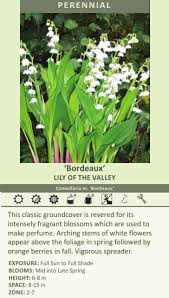 Attēlu rezultāti vaicājumam “Convallaria majalis flower”