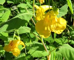 Attēlu rezultāti vaicājumam “Impatiens noli-tangere”