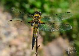 Attēlu rezultāti vaicājumam “Libellula quadrimaculata”