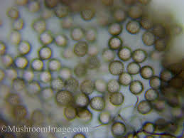 Attēlu rezultāti vaicājumam “Stemonitis axifera var. smithii young”