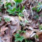 Attēlu rezultāti vaicājumam “Carex caryophyllea flower”