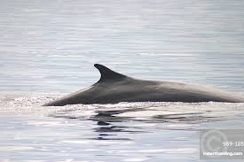 Image result for Balaenoptera physalus