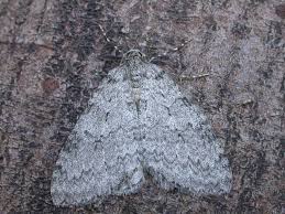 Attēlu rezultāti vaicājumam “Epirrita sp.”