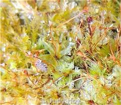 Attēlu rezultāti vaicājumam “Tortula truncata”